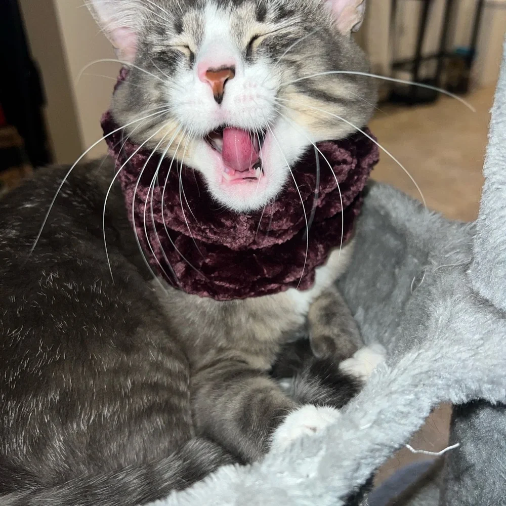 Homemade crochet Velvet/ purple very soft neck warmer small for cats